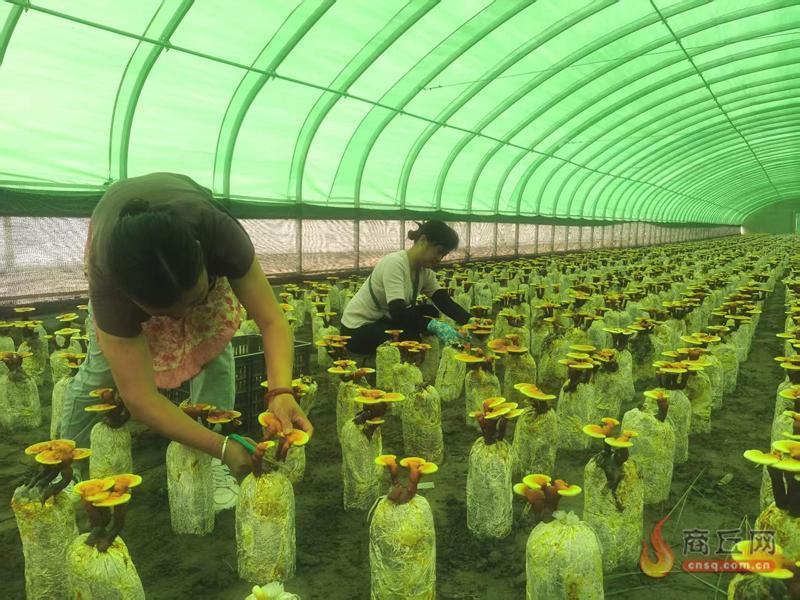 【虞城】“一菜一菇”年产值44亿元，带动5万群众家门口增收