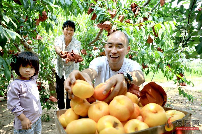 【商丘】民权农场桃园丰收：5.7亩蟠桃年销9.1万元，收入比种粮翻两倍