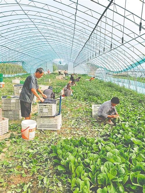亩均收入近2000元！梁园区孙福集乡万亩小青菜变身富民“绿色银行”