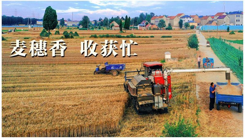 麦穗香 收获忙