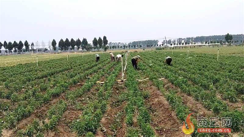 甜叶菊种出甜蜜 生活