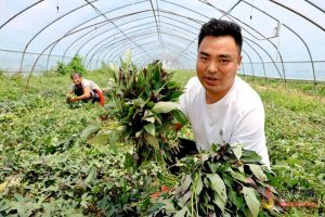 日产苗200万株！民权红薯苗“串”出亿元产业链