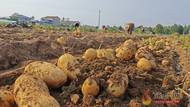 小土豆成“金疙瘩”