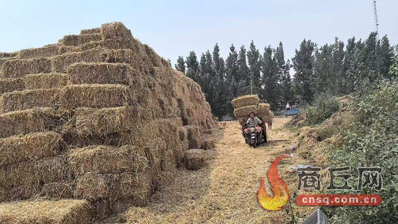 田间秸秆变成“香饽饽”！宁陵县阳驿镇秸秆打捆离田促环保