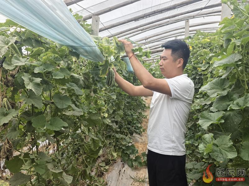 甜瓜油桃吊蔓西瓜抢鲜上市！虞城甜蜜经济铺就乡村振兴致富路