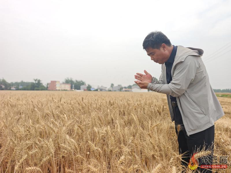 梁园区1200亩麦田丰收背后：从“靠天吃饭”到“智慧种地”