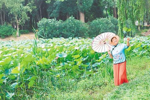 【商丘夏日限定】赏荷正当时！古城南湖、日月湖、黄河故道等荷塘已进入盛花期