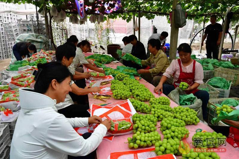 三季果蔬轮作一年多收！夏邑北岭镇农业总产值12.56亿元