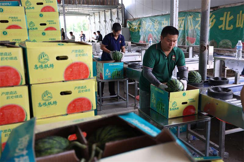 夏邑18万亩西瓜提前售罄 总产超65万吨产值破21亿元