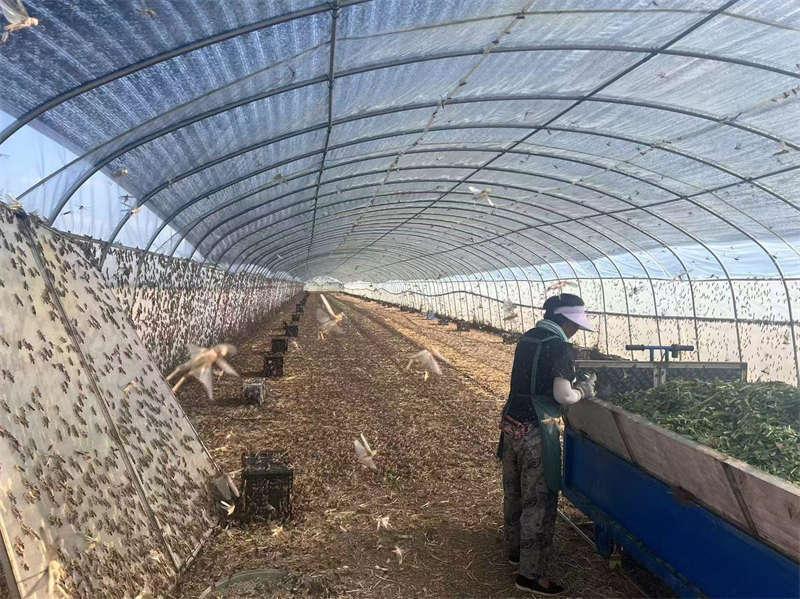 【柘城】300亩大棚养蚂蚱年入超百万元，安平镇小蚂蚱蹦出致富路