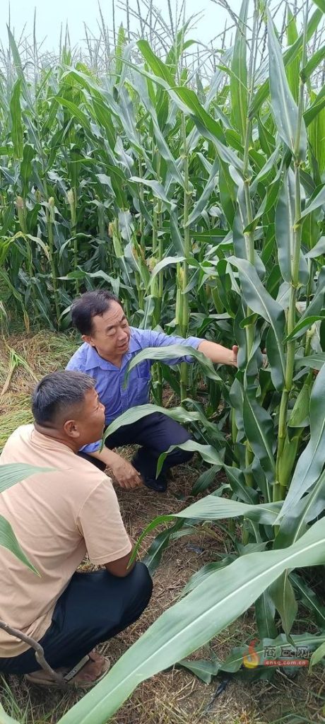 暴雨过后玉米咋补救？商丘农技专家田间开“处方”