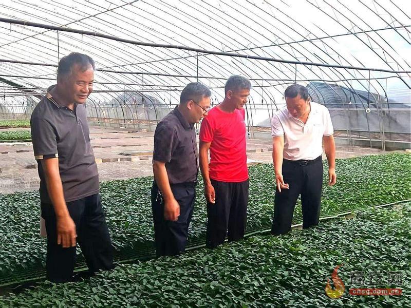 夏邑科技特派员田间支招 护航秋作物稳产丰收