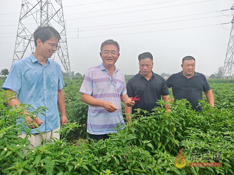 睢县75亩辣椒基地亩产5000斤 小辣椒成富民“红色引擎”