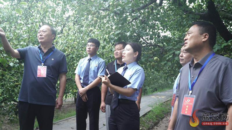 宁陵万亩梨园获法治护航 “政协提案+检察建议”守护百年古梨树