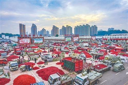 柘城辣椒红透金秋：全国80%三樱椒种子出自这里 产业带富20万人