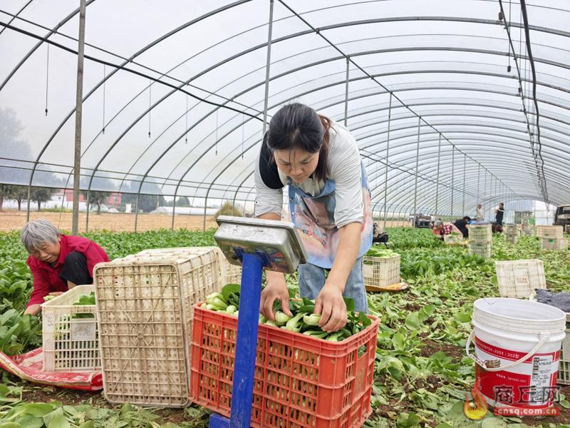 睢阳区李口镇小青菜成“致富菜” 226座大棚年产值突破800万元