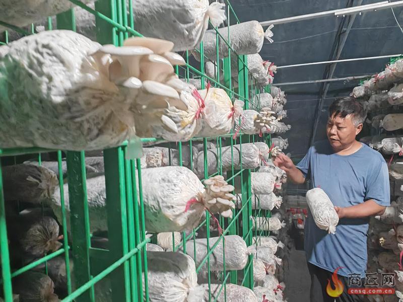 睢阳试验园区平菇喜获丰收 科研成果撑起乡村“致富伞”