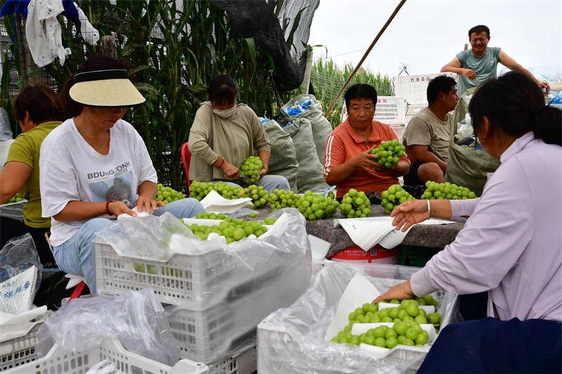 夏邑特色产业鼓起百姓“钱袋子” 千亩阳光玫瑰走俏 打火机年产50亿支