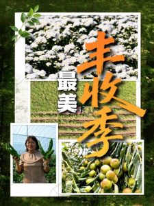 金秋十月商丘田野遍地好“丰”景：忙碌是丰收的注脚，喜悦是耕耘的回报