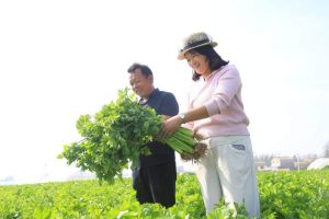 从北宋贡品到国家地理标志 柘城300亩胡芹亩均收入过万